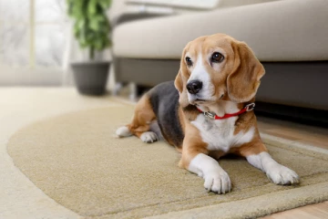 மனிதர்களை கடித்தால் வாழ்நாள் சிறை; நாய்களுக்கு புதிய தண்டனை