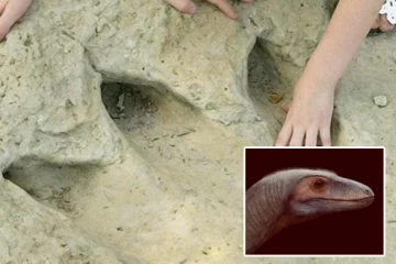 பிரேசிலில் புதிய டைனோசர் இனம் கண்டுபிடிப்பு: சிறிய மாமிச உண்ணி என விஞ்ஞானிகள் அறிவிப்பு