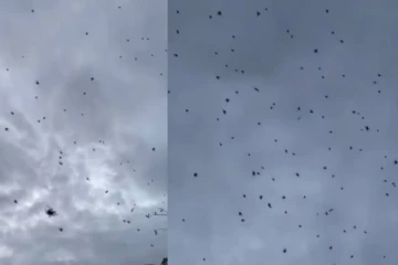 வானில் இருந்து விழுந்த சிலந்தி மழை - இதுதான் காரணமாம்