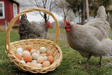 முட்டை மற்றும் கோழி இறைச்சி பிரியர்களுக்கு மகிழ்ச்சியான தகவல் (Video)