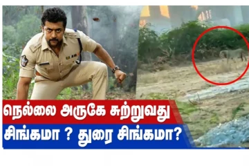 நெல்லை அருகே சுற்றுவது சிங்கமா? துரை சிங்கமா?