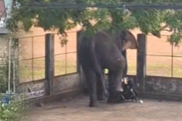 மட்டக்களப்பை கதறவிட்ட காட்டுயானையால் தமிழ் குடும்பஸ்தருக்கு நேர்ந்த துயரம் | Tamil Family Man Killed In Wild Elephant Attack