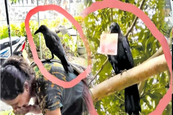 இலங்கையில் இப்படியும் ஒரு சம்பவம் : பணத்தை திருடிச் செல்லும் காகம் | Kalutara A Robber Crow