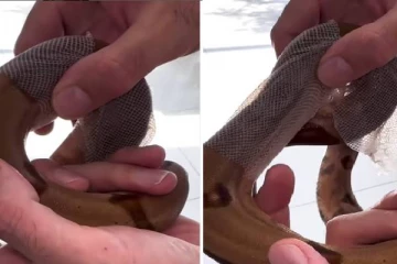 பாம்புக்கு பக்குவமாக தோல் உறித்துவிடும் நபர்... புல்லரிக்கவைக்கும் காட்சி