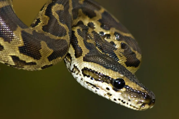ரொறன்ரோவில் மலைப்பாம்பை தாக்கியவருக்கு நேர்ந்த கதி! | The Fate Of The One The Python In Toronto