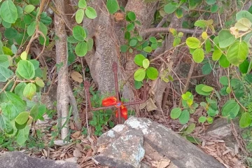 திருகோணமலையில் காணாமல் போன வழிபாட்டு தலத்தில் திடீரென தோன்றிய வேல்