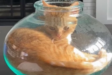 பானைக்குள் பரிதவிக்கும் பூனை…. குறும்புகளுக்கு அளவே இல்லாமல் போய்விட்டது!