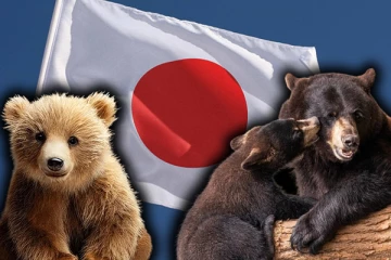 வேட்டையாடப்படும் விலங்கு பட்டியலில் கரடி: ஜப்பானின் அதிரடி முடிவு