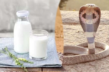 பாம்புகள் உண்மையில் பால் குடிக்குமா? புற்றில் பால் ஊற்ற காரணம்...