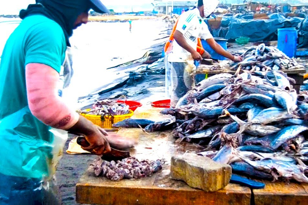 இலங்கையில் ஒன்லைன் மூலம் மீன்கள் விற்பனை | Fish Onlineshoping In Sri Lanka Nishanta De Silva