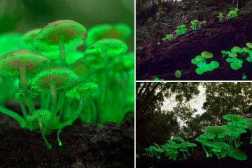 ஒளி உமிழும் காளான்கள்