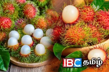 ரம்புட்டானால் ஏற்படவுள்ள தொற்று அபாயம் : பொதுமக்களுக்கு எச்சரிக்கை