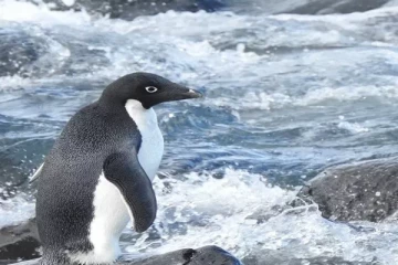 3 ஆயிரம் கி.மீ பயணித்து நியூசிலாந்து சென்ற அண்டார்டிகாவின் அரிய பென்குயின்