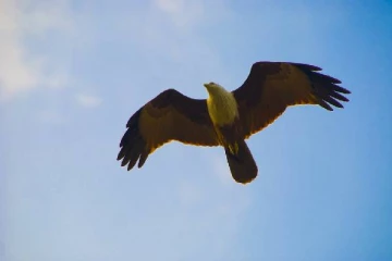 கோபுரத்தின் மீது வட்டமிட்டு ஆசிர்வதித்த கருடன்! பக்தி பரவசமடைந்த பக்தர்கள்