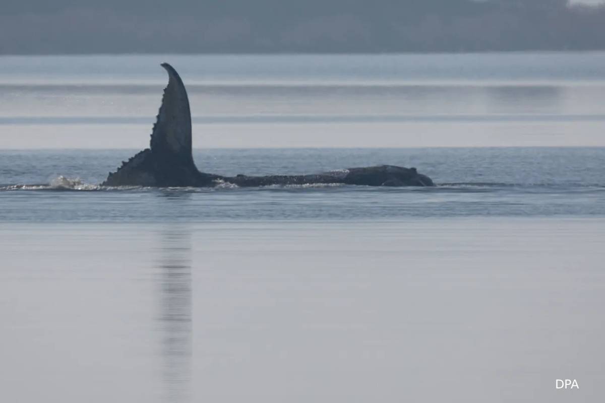 ஜேர்மனி காப்பாற்ற போராடிய திமிங்கலம்: ஒரு துயரச் செய்தி | Germany Timmy Whale Found Death Denmark Coast