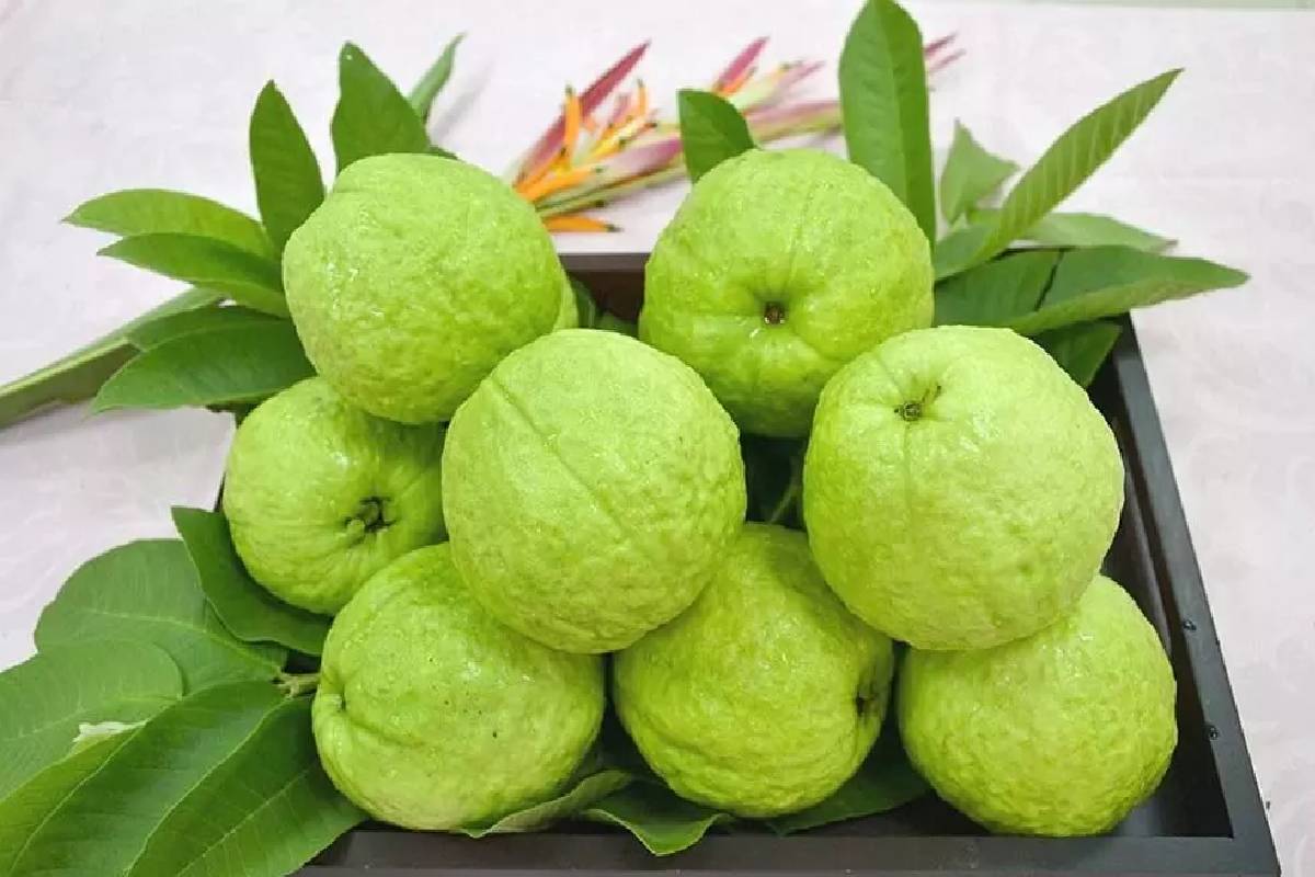 கெட்ட கொழுப்பை கரைத்து வெளியேற்றும் கொய்யா சட்னி... எப்படி செய்வது? | Guava Chutney For Weight Loss