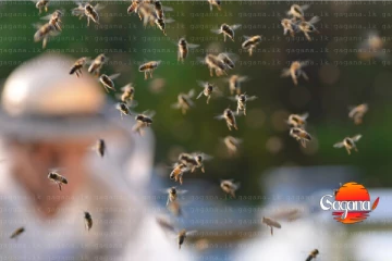 කම්කරුවන් පිරිසකට දරුණු බඹර ප්‍රහාරයක් - පිරිසක් රෝහලට