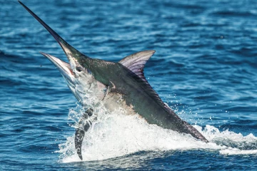 மிக வேகமான நீந்தக்கூடிய கடல் விலங்கு எது தெரியுமா?