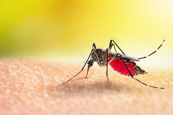 தொடர்ந்து அதிகரிக்கும் டெங்கு நோயாளர்களின் எண்ணிக்கை | Dengue Cases Rise In Tamil Areas Continually
