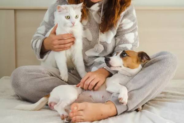 உலகை நடுங்கவைத்த கொள்ளைநோய் மீண்டும் அமெரிக்காவில்? | Check Symptoms As Colorado Cat Tests Positive