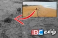 யாழில் இறந்த நிலையில் கரை ஒதுங்கும் கடல் ஆமைகள்