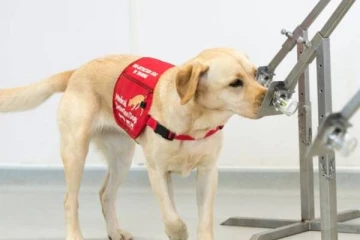 கொரோனா நோயாளிகளை நாய்கள் மூலம் கண்டறியலாம்