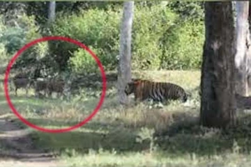 மான் கூட்டத்திற்குள் திடீரென புகுந்த புலி: நடந்தது என்ன?