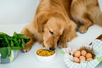 நாயை மோட்டார் சைக்கிளில் கட்டி வீதியில் இழுத்துச்சென்ற நபர்; இலங்கையில் ஈவிரக்கமில்லா சம்பவம்!