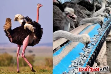 கற்களை சாப்பிடும் தீக்கோழிகள் ! எதுக்காக தெரியுமா?