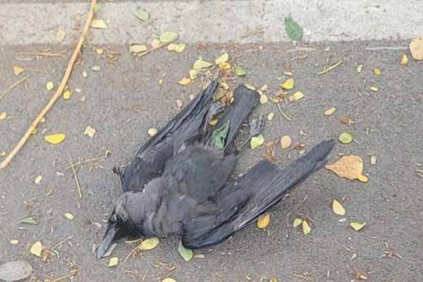 தொடர்ச்சியாக இறக்கும் காகங்கள்! வைரஸ் தொற்று உறுதி | Crow Deaths In Chennai H5N1 Virus Confirmed