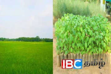 தமிழரின் நெற்பயிருக்குள் தேக்கு மரம் நடும் வனவளத்திணைக்களம்