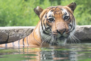 சிங்கம் மற்றும் புலி உட்பட 8 விலங்குகளுக்கு கோவிட் தொற்று