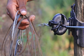 சட்டவிரோத மின்சார வேலியால் இறக்கும் கால்நடைகள் : பண்ணையாளர்கள் கவலை