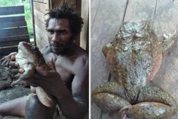 மனித குழந்தை அளவு கொண்ட ராட்சத தவளை- வியந்துபோன கிராம மக்கள்; வைரல் வீடியோ