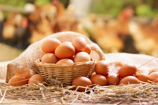 உள்ளூர் முட்டை குறைவாக வழங்க தீர்மானம் | Resolution To Provide Less Local Eggs