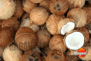 පොල් මිල සීග්‍රයෙන් පහළට