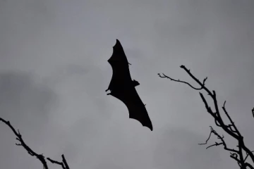 கிழக்கு ஆப்பிரிக்காவில் முதன் முறையாக கண்டறியப்பட்ட புதிய கொடிய வைரஸ்! WHO தகவல்