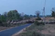 தமிழர் பகுதியில் யானைகளின் நடமாட்டம் அதிகரிப்பு ; மக்களுக்கு அவசர எச்சரிக்கை
