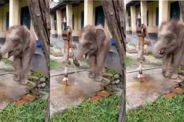 அடிகுழாயில் அழகாக நீர் இறைத்து குடிக்கும் குட்டி யானை! என்ன ஒரு அறிவு... வைரலாகும் க்யூட் வீடியோ