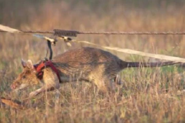 71 கண்ணி வெடிகளைக் கண்டு பிடித்து பல உயிர்களைக் காப்பாற்றிய  எலிக்கு ஓய்வு!