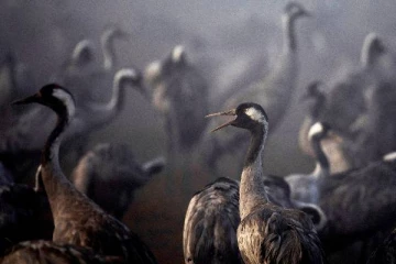 மிகக் கடுமையான அச்சுறுத்தல்... சுருண்டு விழுந்து சாகும் பறவைகள்: 5,000 கடந்த எண்ணிக்கை