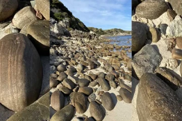 optical illusion: கடற்கரையில் பாறைகளுக்கு இடையே உலவும் 2 நாய்களை கண்டுபிடிக்க முடியுமா?