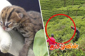 தேயிலை மலையில் இருந்து மீட்கப்பட்ட சிறுத்தை குட்டிகள்