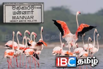 மன்னாருக்கு படையெடுக்கும் வெளிநாட்டு பறவைகள் : காணக் குவியும் சுற்றுலாப் பயணிகள்