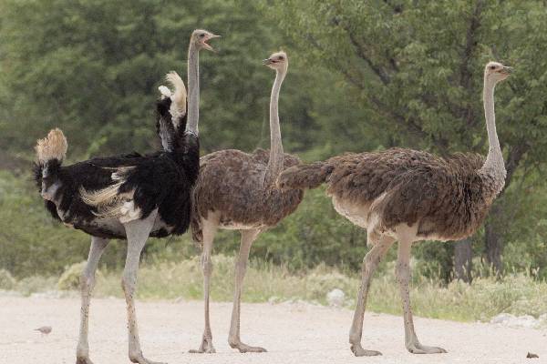 கற்களை சாப்பிடும் தீக்கோழிகள் ! எதுக்காக தெரியுமா? | Why Do Ostriches Eat Stones
