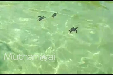 புறா மலையில் அழிந்துபோகும் ஆமைக் குஞ்சுகளை பாதுகாக்கும் நடவடிக்கைகள் முன்னெடுப்பு.