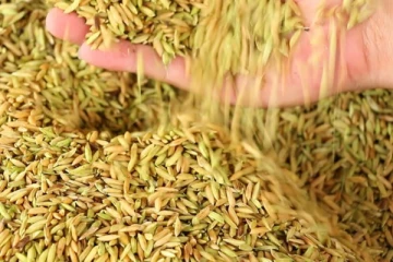 அரச வங்கிகளில் அடமானம் வைக்கப்படும் நெல் இருப்புகள்