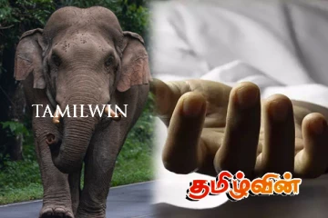காட்டு யானை தாக்கி முதியவர் உயிரிழப்பு..!