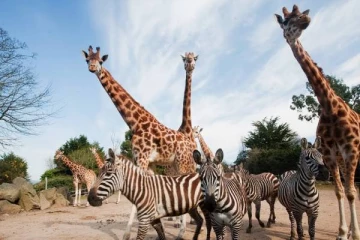 மறு அறிவித்தல் வரை மூடப்படும் விலங்கியல் பூங்காக்கள்