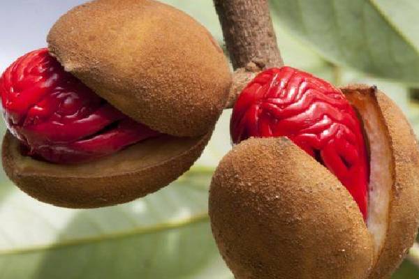 உலகையே வசீகரித்த ஒரு மூலிகை; இவ்வளவு அற்புதம் ஒளிந்துள்ளதா! | Herb That Has Captivated The World